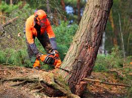 Best Tree Cabling and Bracing  in Saratoga, CA